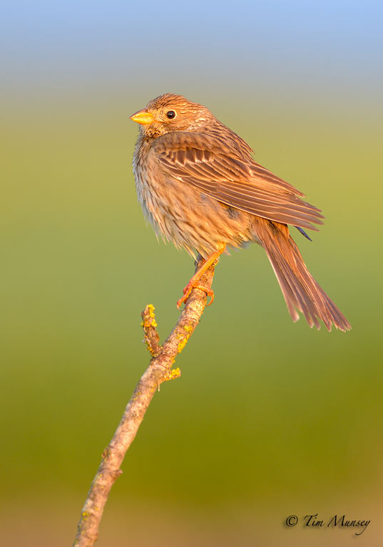 Corn Bunting 2012